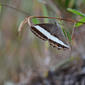 Satyrine butterfly